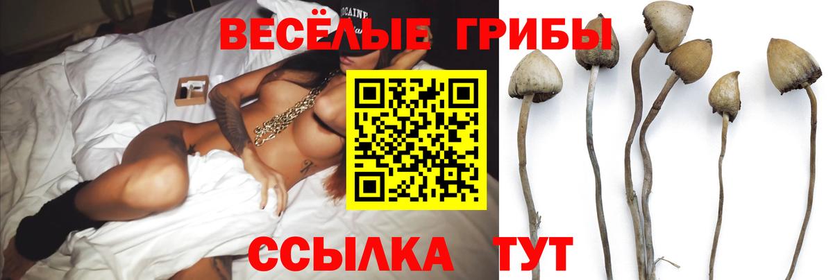 Псилоцибиновые грибы Cubensis Торжок